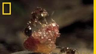 FleshEating Ants  National Geographic [upl. by Screens]