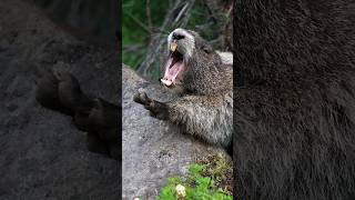 Hoary Marmot Yawns 3 times [upl. by Noillid]