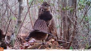 Ruffed grouse drumming [upl. by Kalbli]