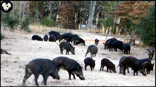 Why American Farmers Dont Use Wild Boar Meat  How To Deal With Wild Boars [upl. by Celestyna]