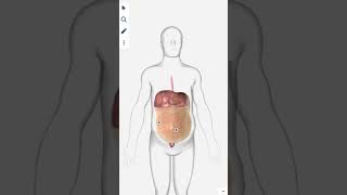 Ascites anatomy science [upl. by Fredette]