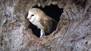 A Year in the Life of Adorable Owl Babies  Discover Wildlife  Robert E Fuller [upl. by Bishop]