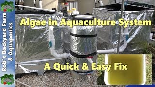 Algae in aquaculture set up a quick amp easy fix [upl. by Lazar]