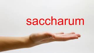 How to Pronounce saccharum  American English [upl. by Llertnauq]