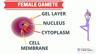 COMPARISON BETWEEN MALE AND FEMALE GAMETES [upl. by Ztirf]