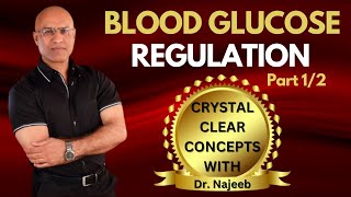 Fed State  Blood Glucose Regulation Part 12 [upl. by Annayak]