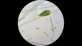 Euglena viridis under a microscope Demonstrates amazing flexibility [upl. by Inalel442]