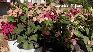 Euphorbia milii plants [upl. by Hardunn]