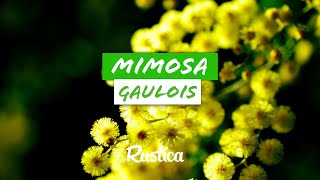 Mimosa gaulois un acacia adapté à la culture en pot [upl. by Ahsenhoj]