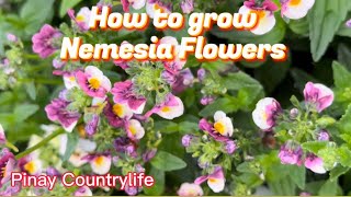 How to grow Nemesia Flowers  Pinay Countrylife [upl. by Gavette]