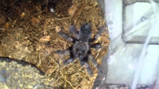 Brachypelma auratum sling update feeding Mexican Flame knee [upl. by Leinehtan781]