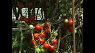 Biodynamic Tomatoes Biodynamic Gardeners [upl. by Eniwtna]