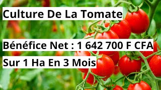 Comment Élaborer Un Compte DExploitation De La Tomate [upl. by Paulita]