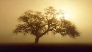 Altitude Music  Oak Tree [upl. by Wellington]