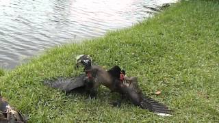 Young Muscovy duck has his first big fight and loses [upl. by Diego]