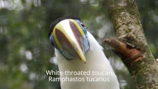 Three species of Toucan at Ouwehand Zoo [upl. by Roer273]