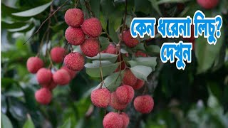 আপনার গাছে লিচু ধরবেনা কেন দেখুন।lyche [upl. by Ailak249]