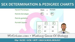 Sex Determination and Pedigree Charts  GCSE Biology 91 [upl. by Cantlon]