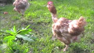 Ex Battery Hens First Moments of Freedom [upl. by Maridel]