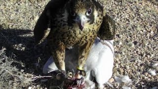 Falcon eats pigeons face off [upl. by Eintirb691]