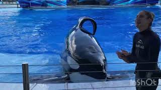 Last short Orca Encounter Nov 27 2022 SeaWorld Orlando [upl. by Durning570]