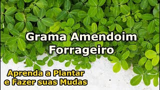 GRAMA AMENDOIM FORRAGEIRO Como plantar e Fazer Mudas  Tudo que precisa para GERMINAR suas SEMENTES [upl. by Candace]