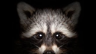 4 Ways To Tell if a Raccoon is RABID [upl. by Farrish]