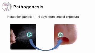 Influenza Pathogenesis and Clinical Manifestations [upl. by Hauge]