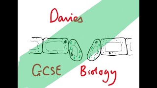 GCSE Biology 21 Leaf Structure and Function [upl. by Atiram]