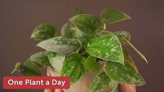 Scindapsus pictus Silvery Anne Silver Pothos Houseplant Care — 14 of 365 [upl. by Nnel]