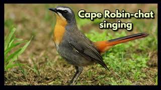 CAPE ROBINCHAT singing in the dawn chorus [upl. by Anniroc459]