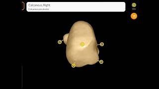 3D Anatomy of Os Calcis calcaneus bone [upl. by Kimber]