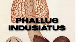 Hongo Phallus indusiatus [upl. by Leuqim]