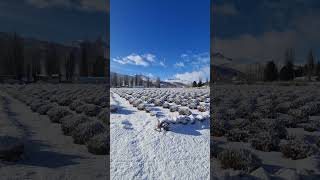 Nieve y Lavanda en Lavandas del Limay [upl. by Anaujik]