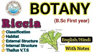 Riccia  BSc 1st year Botany  Riccia in Hindi  Riccia Thallus Structure  VTS of Riccia Thallus [upl. by Ahsilrak60]