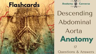 Descending Abdominal Aorta Anatomy Flashcards 17 QampA flashcards [upl. by Town277]