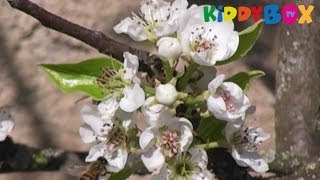 Vivaldi  VIER JAHRESZEITEN  Frühling  Spring [upl. by Aronson491]