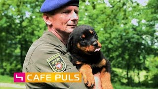 Militärhunde im Einsatz [upl. by Satsok]