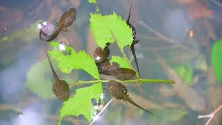 用水路で見つけたモリアオガエル Rhacophorus arboreus のオタマジャクシ [upl. by Diena]