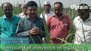 Sangli MH FAW Spodoptera frugiperda infestation on sugarcane in Walwa Sangli Maharashtra [upl. by Kirsten764]