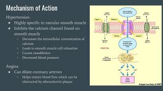 Nifedipine for High Blood Pressure [upl. by Jerry]