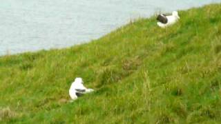 Albatrosses LifeLong Bond Begins With Elaborate Courtship – Ep 3  Wildlife Resurrection Island [upl. by Lleval]