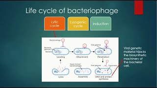 Lytic cycle of bacteriophage  Virus lytic cycle explained  Lytic cycle animation [upl. by Haizek591]