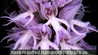 Orchis italica ET humanoids in petals [upl. by Rosol]