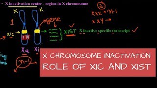 CpG ISLANDS  Promoters Link to Cancer XChromosome Inactivation [upl. by Alyel]