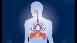 Primera terapia para fibrosis pulmonar en México Europa y Estados Unidos [upl. by Hannasus]