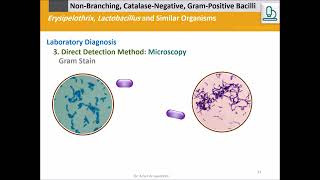 Erysipelothrix rhusiopathiae and Lactobacillus Gram Bacilli Catalase  Version 2 [upl. by Asital]