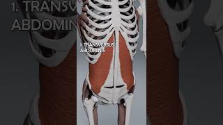 Abdominal Muscle Anatomy  Quick Overview [upl. by Icat]