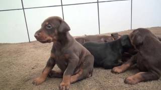 Available European Doberman puppies [upl. by Charlean]