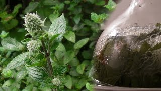 Steam distillation of peppermint [upl. by Iidnarb]